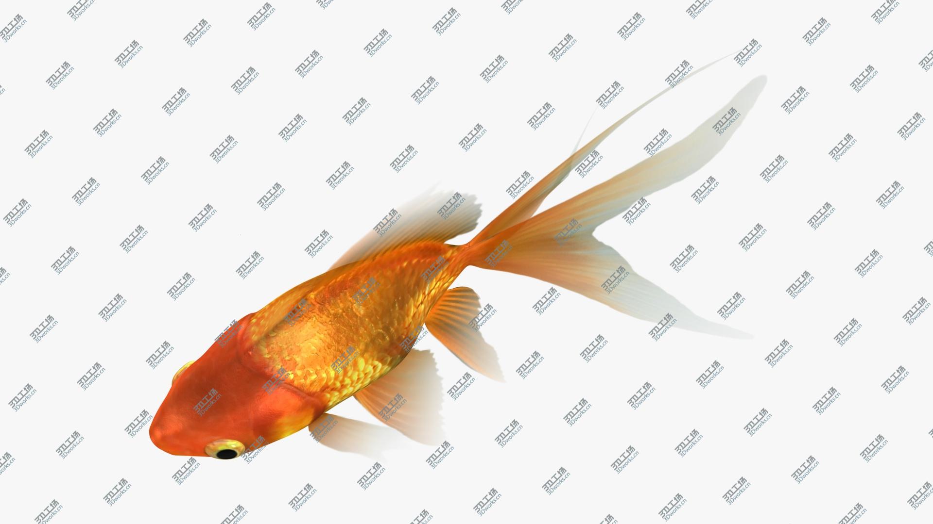 images/goods_img/202105074/Ryukin Goldfish Animated 3D model/4.jpg